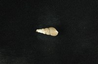 藏品(網蜷)的圖片